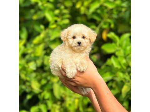 Irk ve sağlık garantili orjinal maltipoo yavrular