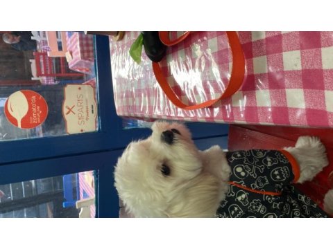 Maltese terrier 8 aylık