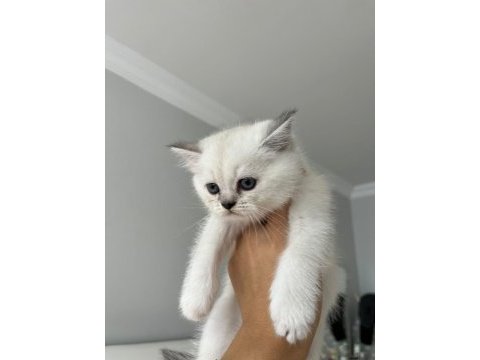 Saf kan british shorthair bebişler