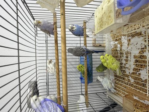Güngören içi elden teslim muhabbet kuşu