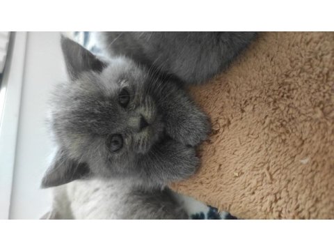 Sevimli british shorthair