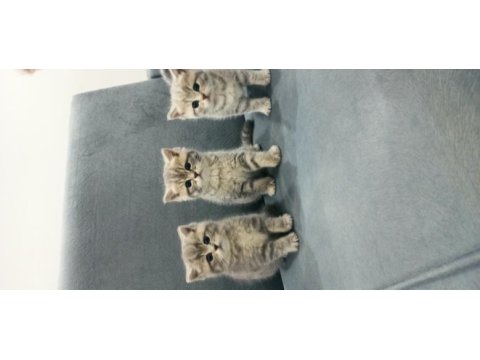 Uyguna british shorthair vereceğim