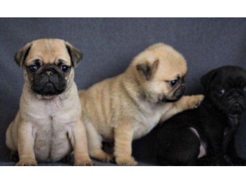 Irk ve sağlık garantili pug yavrular