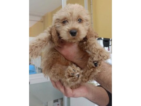 Maltipoo cinsi erkek
