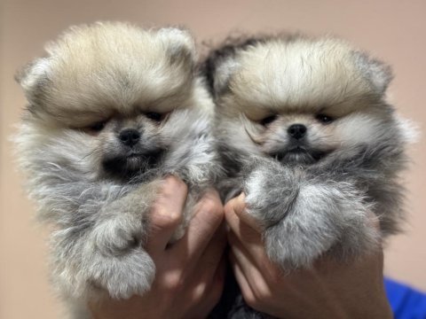 Petmode köpek çiftliğinden teddy pomeranin boo
