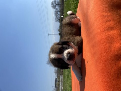 Irk ve sağlık garantili st bernard yavrular