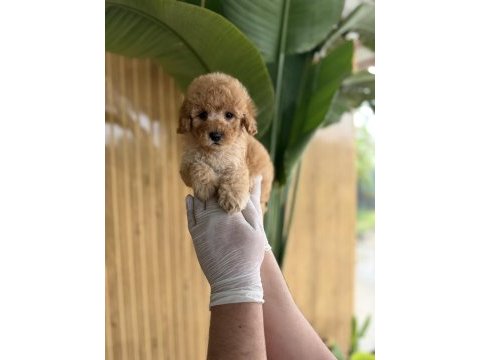 Poodle referans yavrular