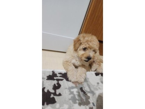 Erkek maltipoo 4 aylık