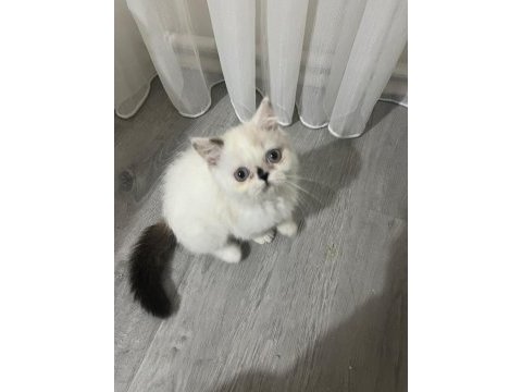 Exotic shorthair safkan orjinal