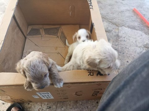 Uyguna terrier köpeğimiz
