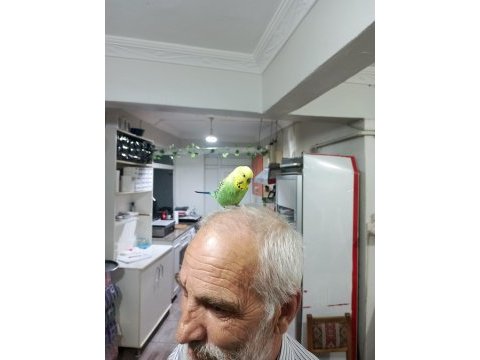 Konuşan muhabbet kuşu