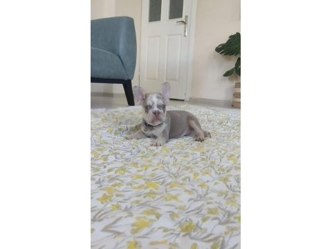 Egzotik yavru köpekler