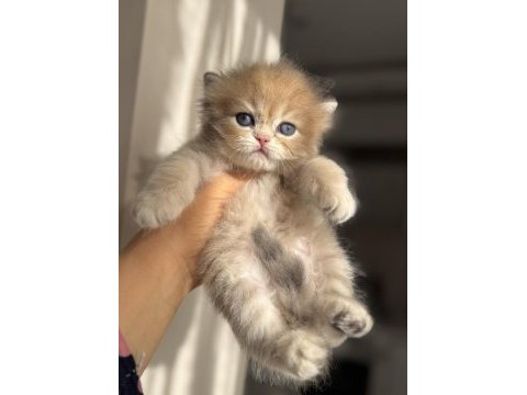 Nadir renk blue golden ay11 british longhair