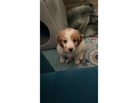 Herkesle 40 yıllık arkadaş gibi olan maltipoo