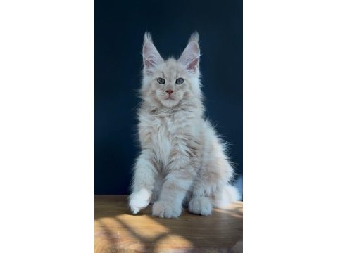 Üst kaliteli erkek maine coon