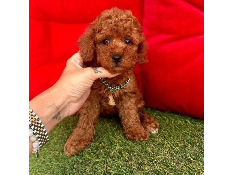Safkan toy poodle bebekler