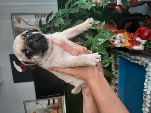 Pug bebekleri