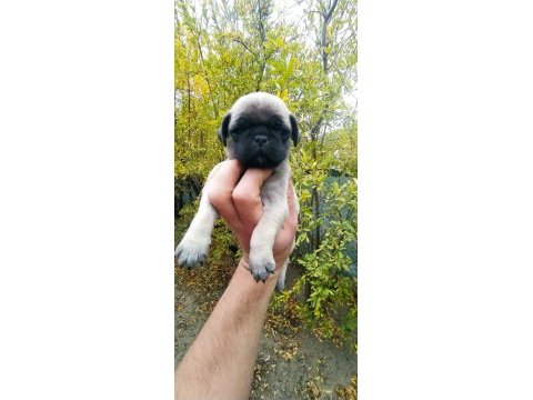 Krem pug yavruları