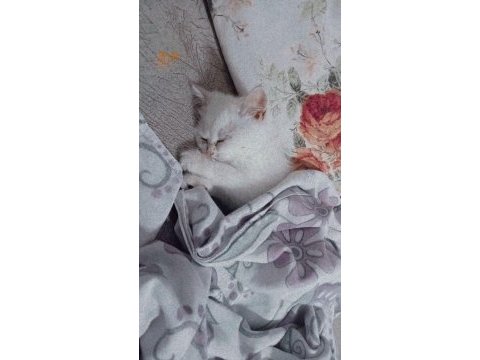 British longhair yavru kedimiz