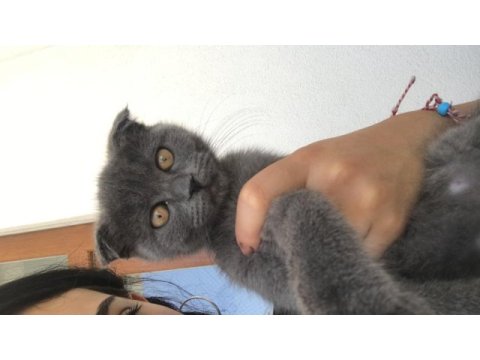 Kırık kulak erkek yavru