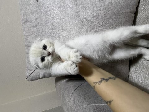 British shorthair yavrularımız