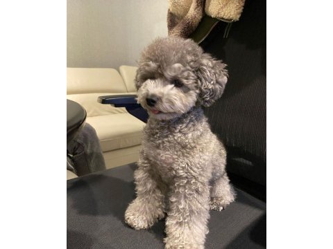 Nadir ırk garantili silver toy poodle bebekler