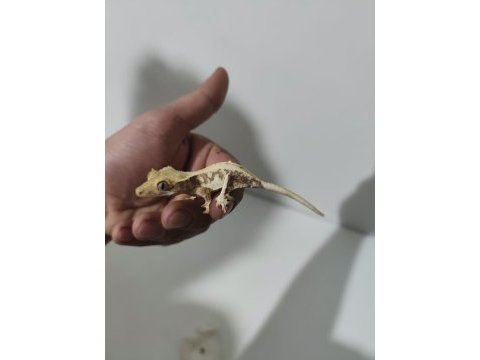 Evil crested geckolar
