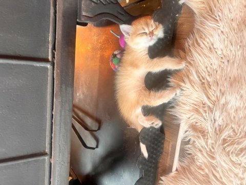 Saf kan golden british shorthair ny12 yavrular(wcf)
