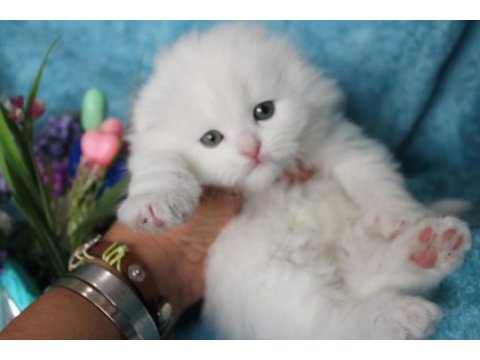 Muhtesem british shorthair ve scotish fold bebeklerim