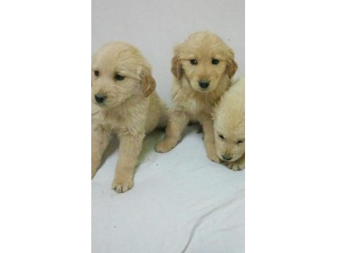 Golden retriever bebekler hazır