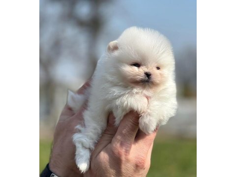 Beyaz pomeranian boo