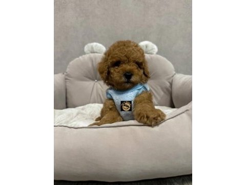Pets world ayrıcalığı ile toy poodle yavrularımız
