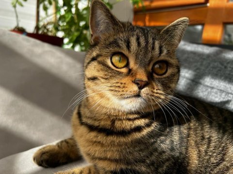 Scottish straight golden tabby