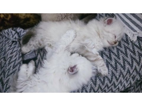 British longhair dişi bebekler