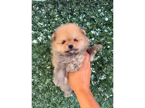 Pomeranian boo 3 aylık köpeğimiz