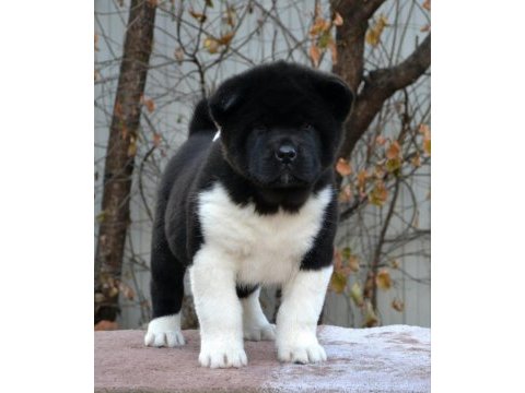 Amerikan akita inu