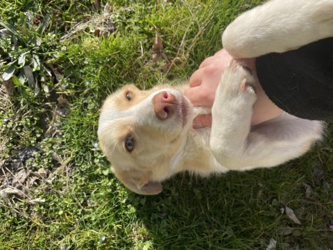 Köpeğimiz sokağa atıldı acil yuva arıyor
