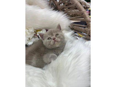 British shorthair yavrularımız yeni yuvasını arıyor