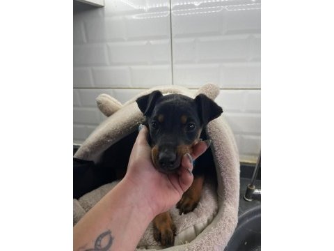 Enerjik ve hırslı doberman yavrularım