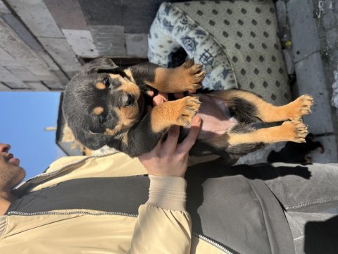 Acil rottweiler yavruları sahiplendirilecektir