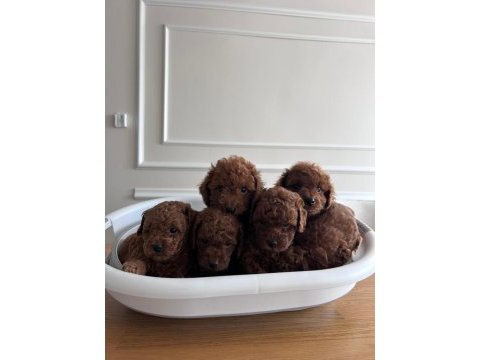 A kalite toy poodle yavrularımız