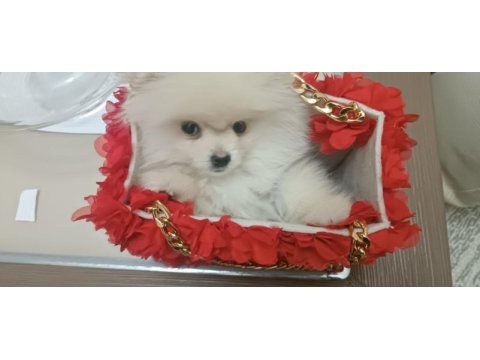 66 günlük pomeranian köpeği