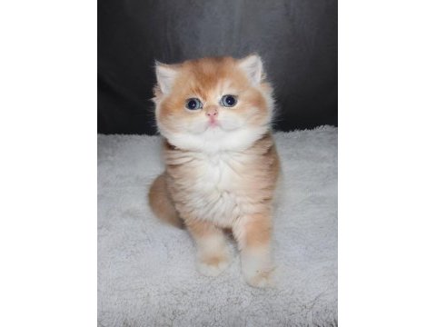 British shorthair türkiyede eşi benzeri yok