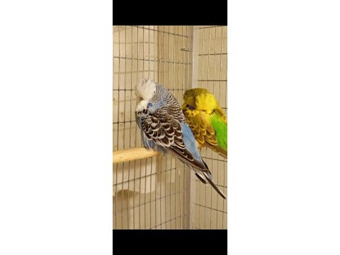 Show jumbo muhabbet kuşu