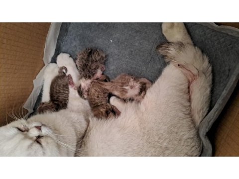 Sütten kesilince sahiplendirilecek kedilerimiz ücretli