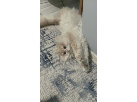 Erkek kedimiz kısır değil cy12