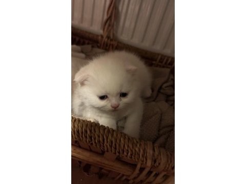Son 2 erkek kardeş kedimiz kaldı