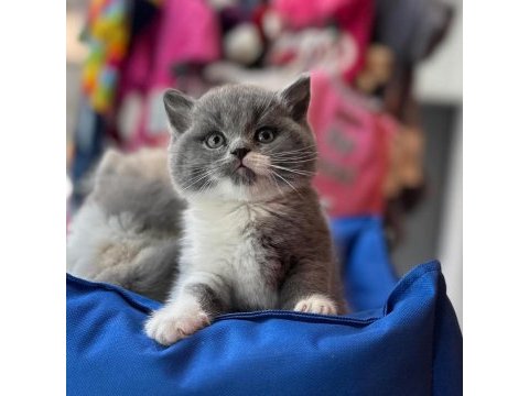 Top kafa kısa kulak white bicolor british shorthair