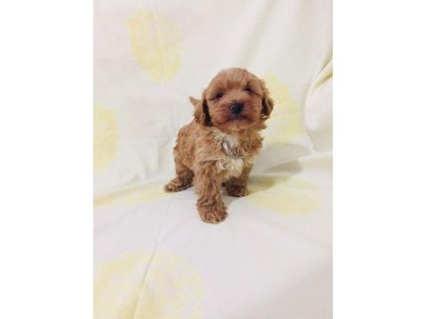 Maltipoo minik canlar ev doğumlu