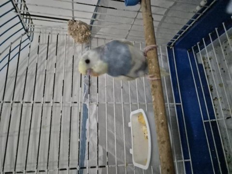 Renk güzeli dişi yavru uysal muhabbet kuşu